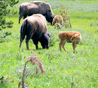 Bison and Calves