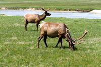 Elk Grazing