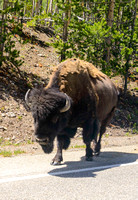 Bison Strolling
