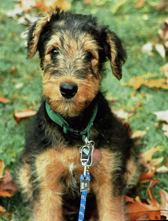 Airedale Puppy
