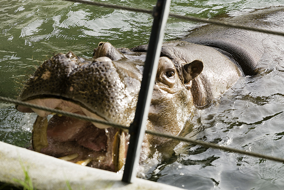Hippo Expressing Himself