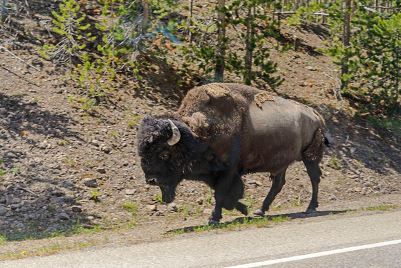 Bison Strolling on Road