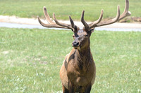 Elk Staring