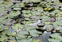 Giverny - Water Lillies
