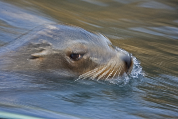 Seal swimming 1