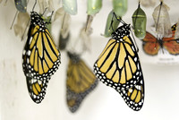 Conservatory Butterflies
