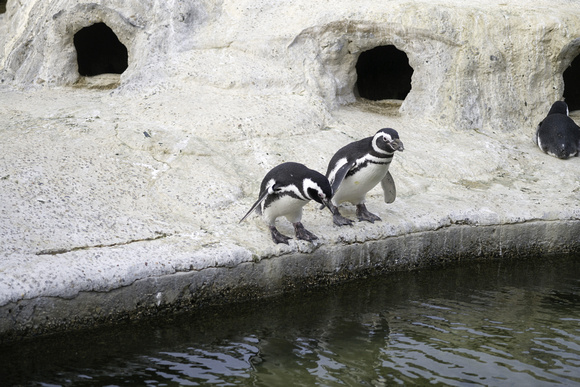 Penguins About to Take the Plunge